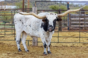 Livestock Prints: Longhorn bull on a ranch in Arizona, USA