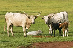 Longhorn cattle, cows and calves, Wichita Mountains National Wildlife Refuge, Oklahoma