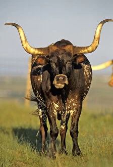 Longhorn cattle in Fort Niobrara NWR near Valentine Nebraska