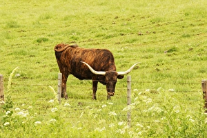 Images Dated 30th July 2011: Longhorn grazing in green pasture