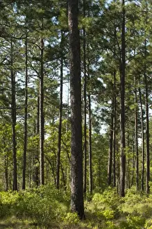 Telfair County Prints: Longleaf Pine Forest (Pinus palustris) Once dominated the southern landscape