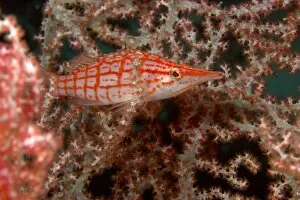 Images Dated 16th March 2004: Longnose Hawkfish (Oxycirrhites typus) Banda Sea, Indonesia (RF)