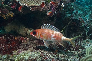 Longspine Squirrelfish (Holocentrus rufus), Xcalac Marine Reserve, Mahahual Peninsula