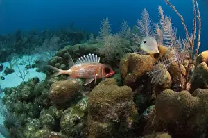 Barrier Reef Prints: Longspine squirrelfish (Holocentrus rufus) Coral Reef Island, Belize Barrier Reef