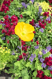 Longwood Gardens, Iceland Poppy, Kennett Square, Pennsylvania, USA