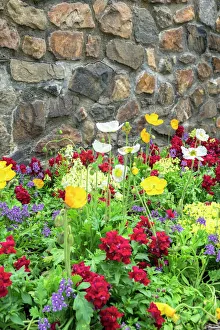 Multicolor Prints: Longwood Gardens, Iceland Poppy, Kennett Square, Pennsylvania, USA