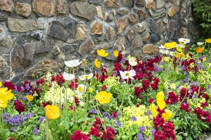 Images Dated 11th May 2015: Longwood Gardens, Iceland Poppy, Kennett Square, Pennsylvania, USA