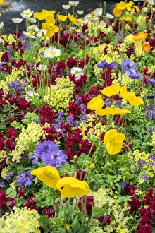 Longwood Gardens, Iceland Poppy, Kennett Square, Pennsylvania, USA