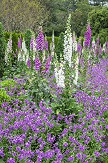 Longwood Gardens, spring flowers, Kennett Square, Pennsylvania, USA