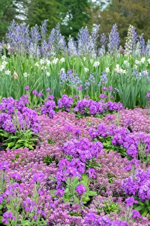Multicolor Prints: Longwood Gardens, spring flowers, Kennett Square, Pennsylvania, USA
