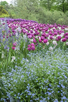 Images Dated 11th May 2015: Longwood Gardens, spring flowers, Kennett Square, Pennsylvania, USA