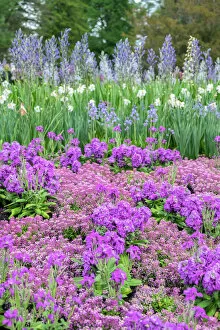 Trending: Longwood Gardens, spring flowers, Kennett Square, Pennsylvania, USA