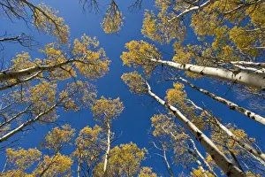 East Glacier Prints: Looking up at an aspen grove in peak fall color in Glacier National Park in Montana