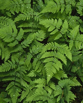 Back Ground Prints: Looking down on Bracken fern covered in raindrops