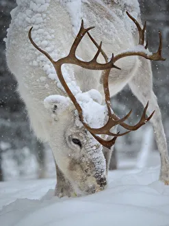 Lapland Prints: Looking for food in deep snow. Reindeer covered with snow during the arctic winter