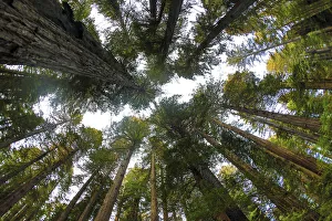 Redwood Prints: Looking up into grove of redwoods, Del Norte Redwoods State Park, California
