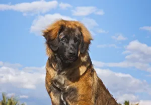 Colorado Desert Prints: Looking up at a leonberger puppy (PR)