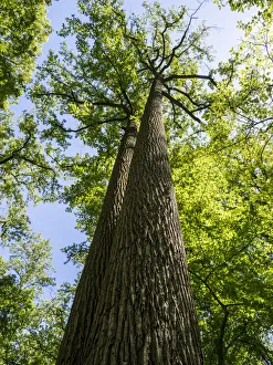 Old Growth Prints: Looking up at old growth trees in a park