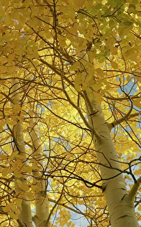 Hiking Trail Prints: Looking up through the quaking aspen