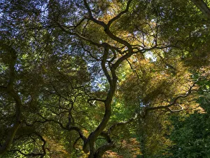 Looking up at the sky through a Japanese maple