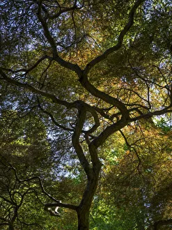Looking up at the sky through a Japanese maple