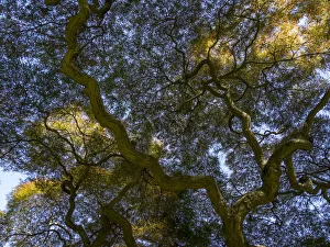 Looking up at the sky through a Japanese maple