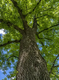 Old Growth Prints: Looking up at a very tall and old tree