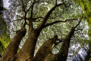Images Dated 7th January 2010: Looking up into tree in IO Valley, Westside Maui