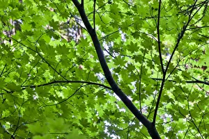 Looking up into vine maple, Stout Grove, Jedediah Smith Redwoods State Park, Northern Looking up into vine maple, Stout Grove, Jedediah Smith Redwoods State Park, Northern