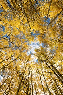 Perspective Prints: Looking up into yellow Aspen trees in the Colorado Rocky Mountains