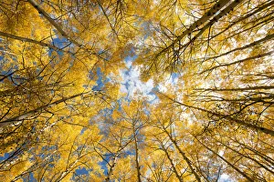 Images Dated 23rd October 2020: Looking up into yellow Aspen trees in the Colorado Rocky Mountains
