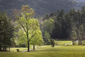 Loop road through Cades Cove passing beneath trees in spring foliage, Great Smoky Mountains National Park, Tennessee