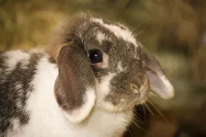 Lop Eared bunny sitting on a bale of hay. (PR)