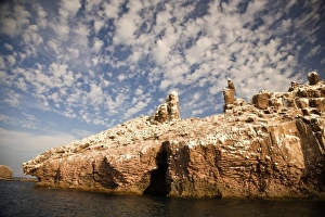 Baja California Prints: Los Islotes Marine Preserve next to Espiritu Santo Island, near La Paz, Baja California