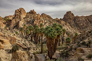 New Images March 2025 Part 2 Prints: Lost Palms oasis in Joshua Tree National Park, California, USA