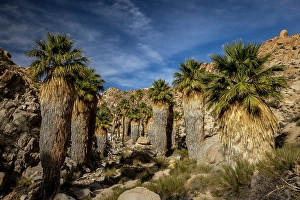 New Images March 2025 Part 2 Prints: Lost Palms oasis in Joshua Tree National Park, California, USA