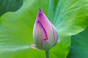 Lotus bud, Fujian Province, China