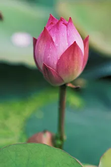 Lotus Prints: Lotus flower bud, Hangzhou, Zhejiang Province, China