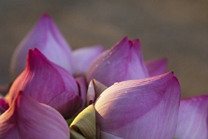 Lotus Prints: Lotus flower bud, Thailand