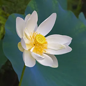 Guangxi Prints: Lotus flower, Guangxi Province, China