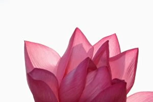 Images Dated 1st August 2005: Lotus flower [Nelumbio speciosum] in full bloom
