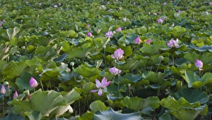 Lotus Prints: Lotus flower pond