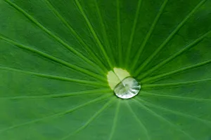 Drop Prints: Lotus leaf, Fujian Province, China