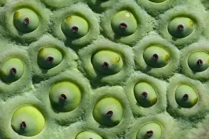 Rupununi Prints: Lotus lilly seed head (Nelumbo nucifera) Savannah Rupununi GUYANA. South