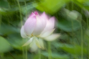 Lotus pond, Guyana