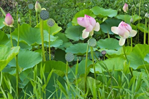 Guyana Prints: Lotus pond, Guyana