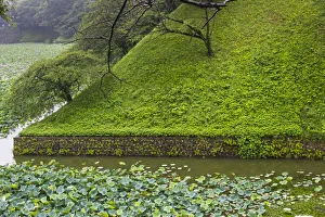 Royal Palace Prints: Lotus pond in the Royal Palace, Tokyo, Japan