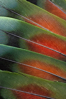 Images Dated 14th March 2010: Love bird tail feathers fanned out