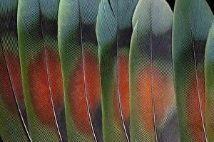Love Bird Prints: Love bird tail feathers fanned out