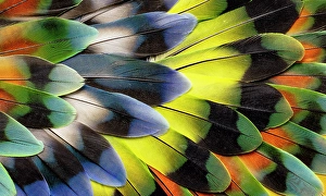 Still Life Prints: Lovebird tail feather design